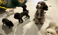 兰州狗狗寄养价格