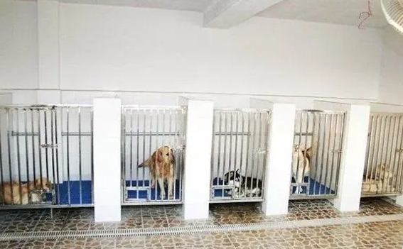 小狗寄养一般多少钱