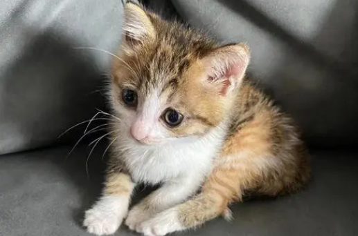 小奶猫可以洗澡吗？需要注意哪些问题？