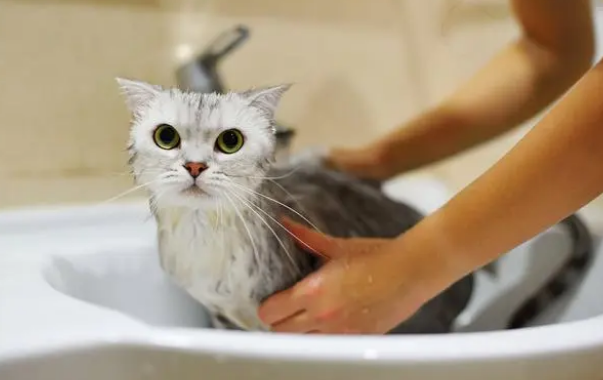 怎样给宠物猫洗澡