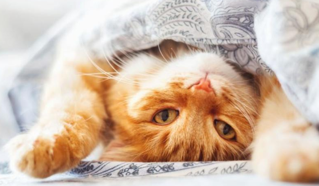 猫咪为什么不敢伸懒腰睡觉呢