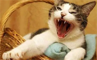 猫咪晚上不停嚎叫是什么原因