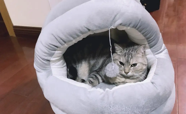 新手养猫必备清单 新手养猫必备清单