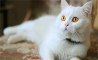 为什么猫咪容易生小猫崽的原因