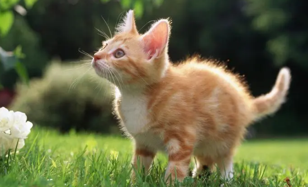 猫死后投胎的真实案例