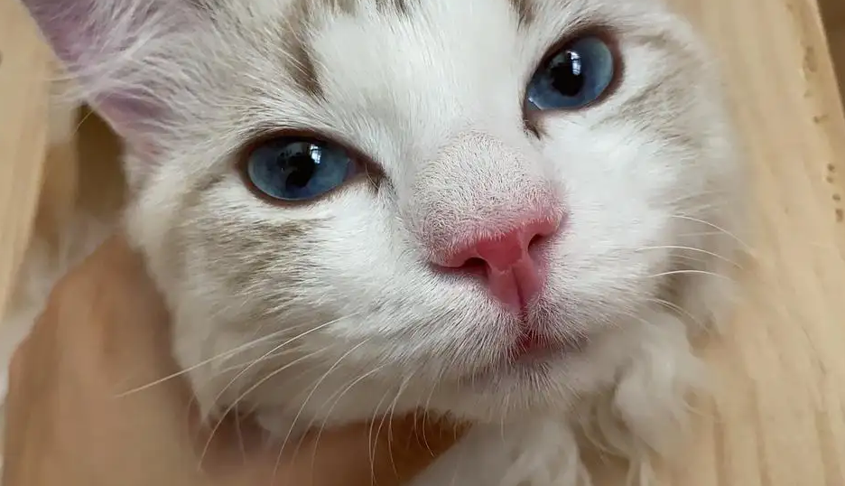 猫咪的鼻子为什么变了透明 猫咪的鼻子为什么变了透明
