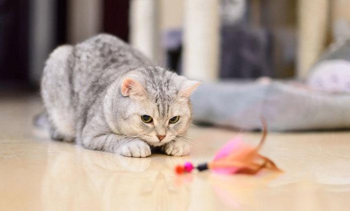 猫咪为什么爱吃小麦粉的原因