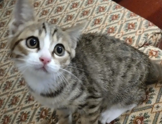 狸花猫换环境多久适应,看这里~ 狸花猫换环境多久适应,看这里~