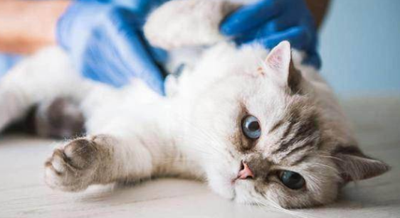 最容易毒死猫的方法 最容易毒死猫的方法