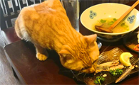 为什么猫咪喜欢去饭店呢