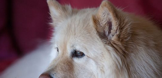 芬兰拉普猎犬拉肚子怎么办?治疗方法介绍 芬兰拉普猎犬拉肚子怎么办?治疗方法介绍