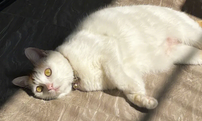 猫咪不会晒黑的原因