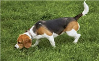 英国猎狐犬什么时候发情?可以了解一下