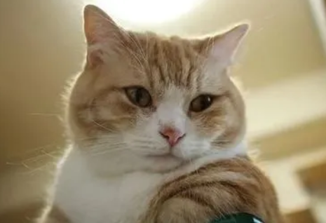 猫咪主动离你而去是为什么原因
