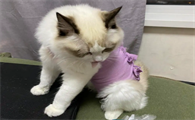 猫咪绝育后为什么喜欢喝水怎么回事