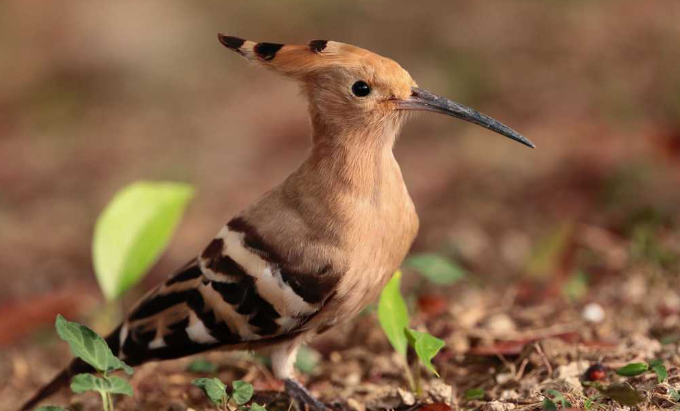宠物小知识科普:鸡冠鸟怎么饲养呢?