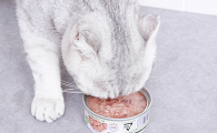 猫咪为什么吃幼猫罐头呢