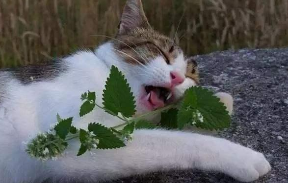 猫咪为什么爱吃丁香叶呢