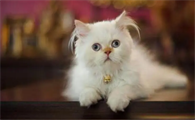 好奇，一个月的波斯猫怎么养？