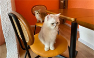 猫味道很大房屋内怎么去除
