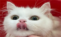 猫咪下巴有红色的像是结痂一样