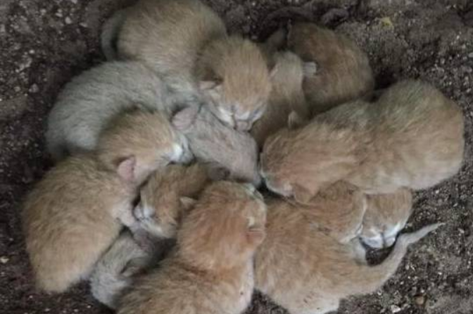 网友捡了一窝橘猫回家，那么多只橘猫，家里有矿啊！