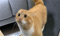 猫咪为什么长嘴巴子呢怎么回事