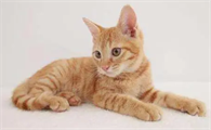 怎么化解家里养2只猫风水