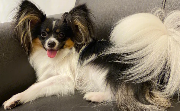 蝴蝶犬有异食癖怎么办?试试这些方法 蝴蝶犬有异食癖怎么办?试试这些方法