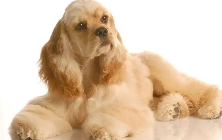 美国可卡犬最佳训练时间?是多久? 美国可卡犬最佳训练时间?是多久?