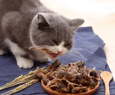 网上的鹌鹑能给猫咪吃吗