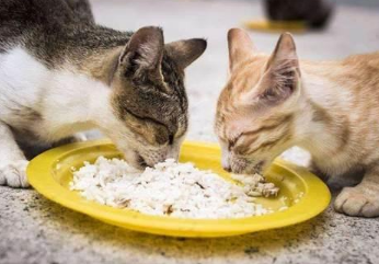 猫咪为什么不能喂骨头粥呢