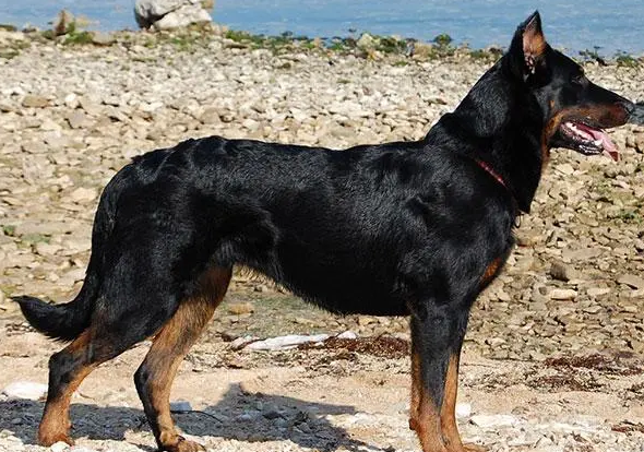 法国狼犬吃什么狗粮好？这样做肯定没错