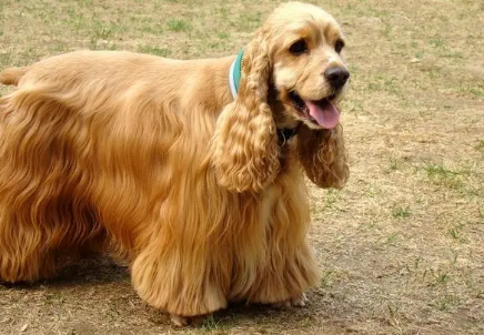 美国可卡犬和英国可卡犬的区别有哪些？来看看吧