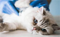 猫咪常见疾病如何预防