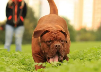 波尔多犬犬瘟热症状是什么，饲主来看看吧