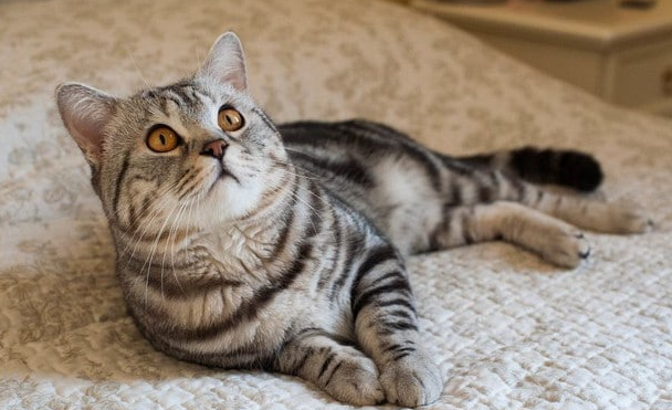 如何训练美国短尾猫不怕水？来看看吧