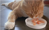 猫咪不能多吃虾仁是什么原因