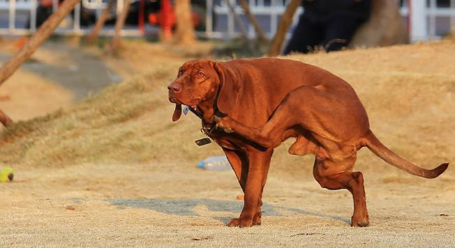 红骨猎浣熊犬缺乏维生素怎么办?一起来了解一下~ 红骨猎浣熊犬缺乏维生素怎么办?一起来了解一下~