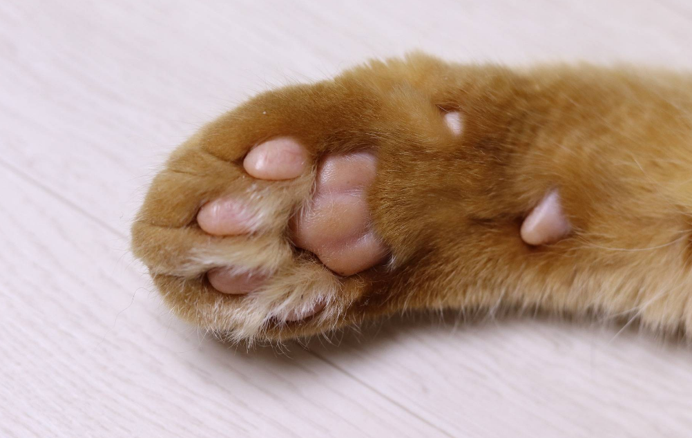 猫咪脚为什么不能磨平呢 猫咪脚为什么不能磨平呢