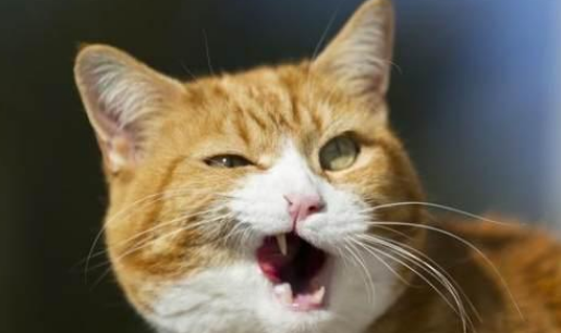 猫咪会不会适应噪音 猫咪会不会适应噪音