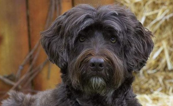 葡萄牙水犬感冒怎么办？试试这几招