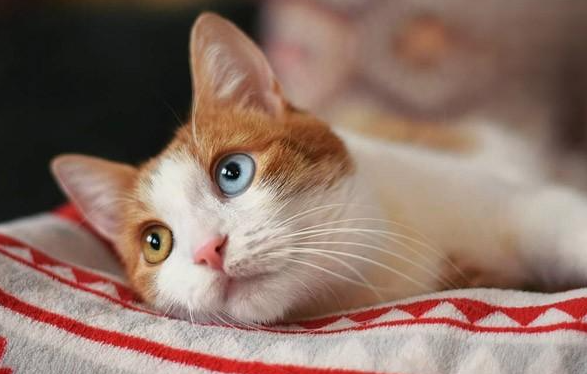 猫咪为什么叫哑巴呢 猫咪为什么叫哑巴呢