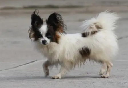 蝴蝶犬泪痕严重怎么办？来看看吧