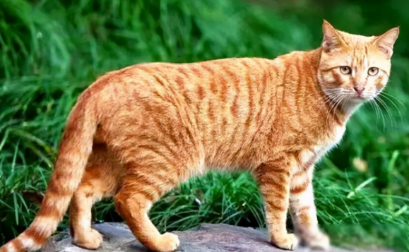 中华田园猫21种花色