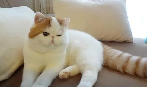 母猫发青一直不管它会死吗