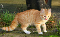 猫咪为什么前腿瘸的厉害