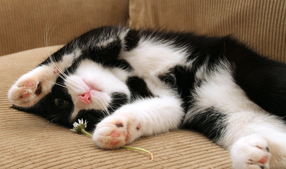 猫生产前不动一直睡觉 猫生产前不动一直睡觉