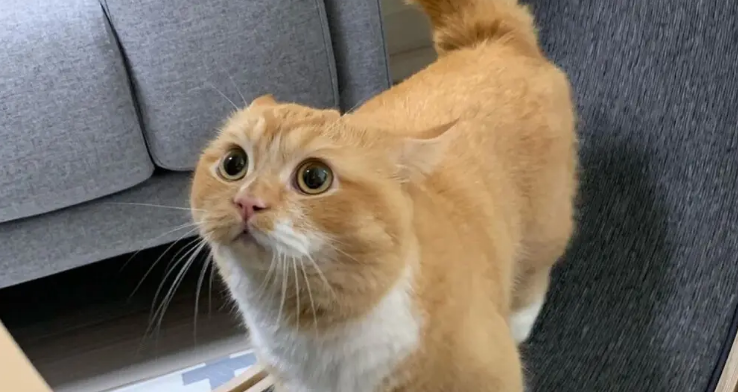 猫咪为什么长嘴巴子呢怎么回事
