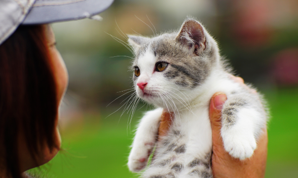 星期猫死了多久能养新猫 星期猫死了多久能养新猫